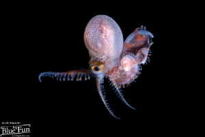 Blanket Octopus durning Blackwater Diving by Jacek Bugajski 